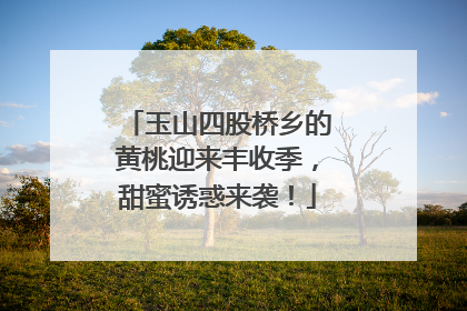 玉山四股桥乡的黄桃迎来丰收季，甜蜜诱惑来袭！