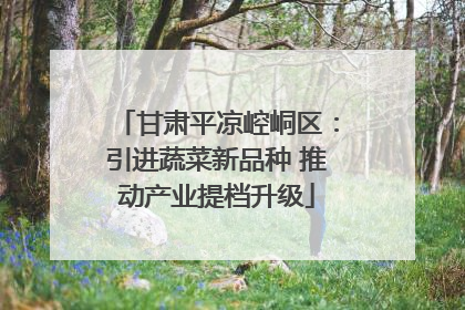 甘肃平凉崆峒区：引进蔬菜新品种 推动产业提档升级