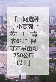 田间选种，小麦强“芯”！“青农6号”保守产量亩均750公斤以上
