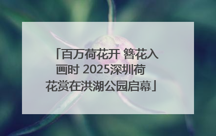 百万荷花开 簪花入画时 2025深圳荷花赏在洪湖公园启幕