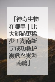 神奇生物在哪里｜比大熊猫更稀少！湖南新宁成功救护濒危鸟类海南鳽