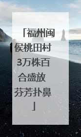 福州闽侯桃田村3万株百合盛放 芬芳扑鼻