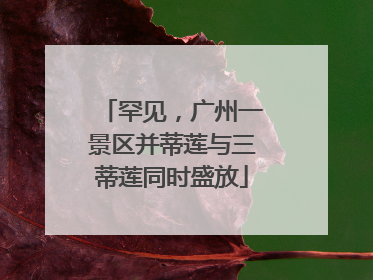 罕见，广州一景区并蒂莲与三蒂莲同时盛放