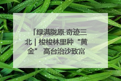 绿满陇原·奇迹三北｜梭梭林里种“黄金” 高台治沙致富很“从容”