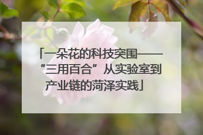 一朵花的科技突围——“三用百合”从实验室到产业链的菏泽实践