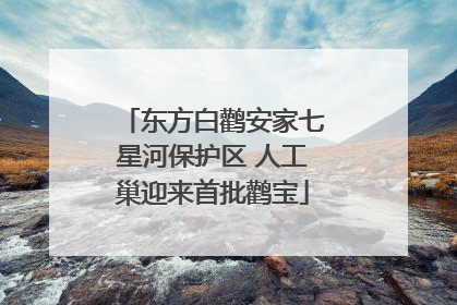 东方白鹳安家七星河保护区 人工巢迎来首批鹳宝