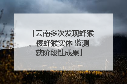 云南多次发现蜂猴、倭蜂猴实体 监测获阶段性成果
