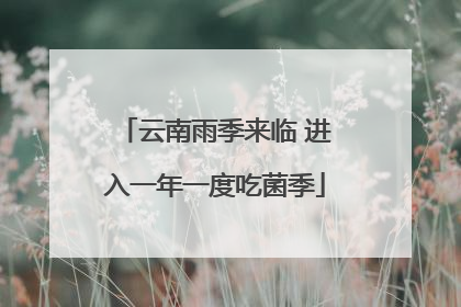 云南雨季来临 进入一年一度吃菌季