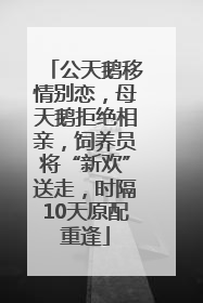 公天鹅移情别恋，母天鹅拒绝相亲，饲养员将“新欢”送走，时隔10天原配重逢