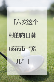 六安这个村的向日葵成花市“宠儿”