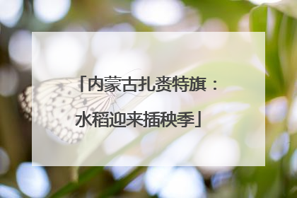 内蒙古扎赉特旗：水稻迎来插秧季
