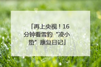 再上央视！16分钟看雪豹“凌小蛰”康复日记
