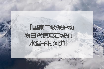 国家二级保护动物白鹭惊现石城镇水堡子村河道