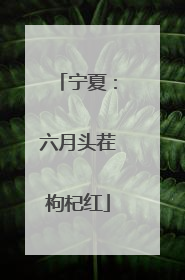 宁夏：六月头茬枸杞红