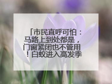 市民直呼可怕：马路上到处都是，门窗紧闭也不管用！白蚁进入高发季，但尚未达顶峰