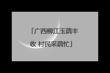 广西柳江玉藕丰收 村民采藕忙