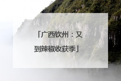 广西钦州：又到辣椒收获季