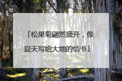 松果菊翩然盛开，像夏天写给大地的情书