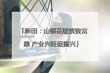 新田：山银花绽放致富路 产业兴旺促振兴