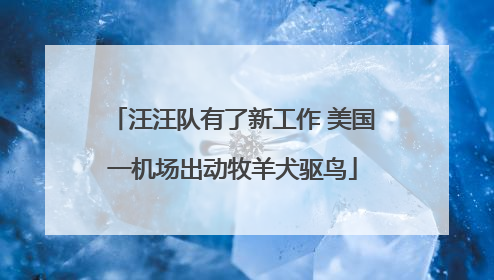 汪汪队有了新工作 美国一机场出动牧羊犬驱鸟