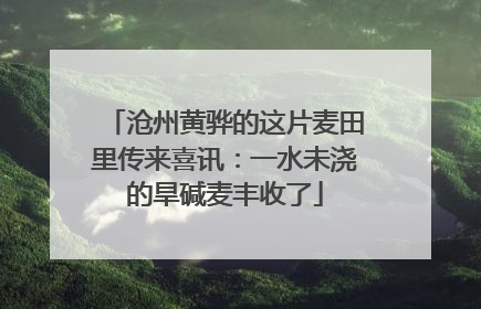 沧州黄骅的这片麦田里传来喜讯：一水未浇的旱碱麦丰收了