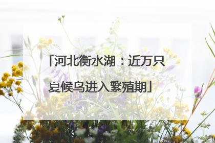 河北衡水湖：近万只夏候鸟进入繁殖期