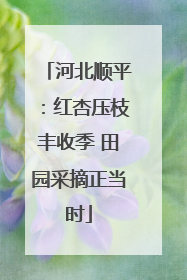 河北顺平：红杏压枝丰收季 田园采摘正当时