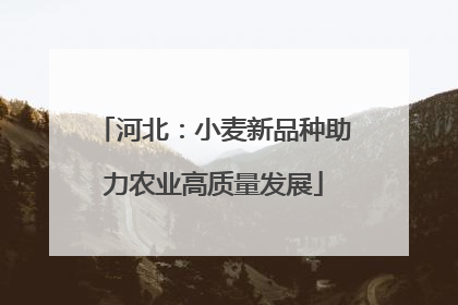 河北：小麦新品种助力农业高质量发展