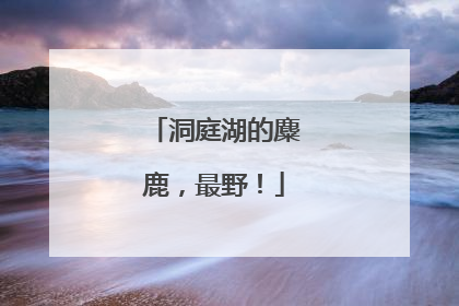 洞庭湖的麋鹿，最野！