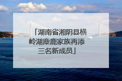 湖南省湘阴县横岭湖麋鹿家族再添三名新成员