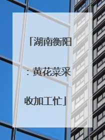 湖南衡阳：黄花菜采收加工忙