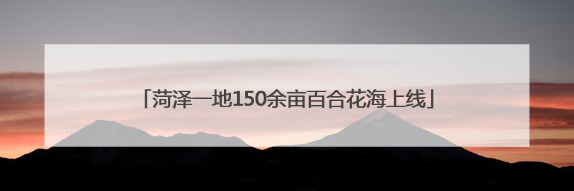 菏泽一地150余亩百合花海上线