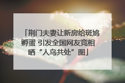 荆门夫妻让新房给斑鸠孵蛋 引发全国网友竞相晒“人鸟共处”图