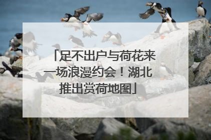 足不出户与荷花来一场浪漫约会！湖北推出赏荷地图