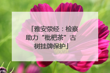 雅安荥经：检察助力“枇杷茶”古树挂牌保护