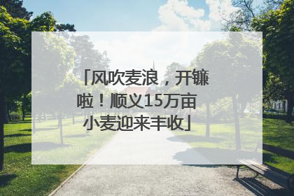 风吹麦浪，开镰啦！顺义15万亩小麦迎来丰收