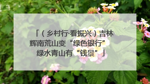 （乡村行·看振兴）吉林辉南荒山变“绿色银行” 绿水青山有“钱景”
