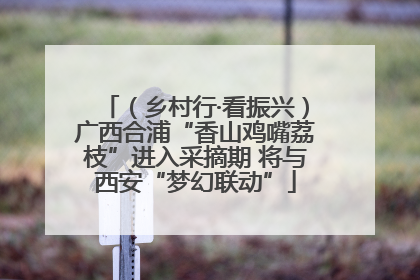 （乡村行·看振兴）广西合浦“香山鸡嘴荔枝”进入采摘期 将与西安“梦幻联动”