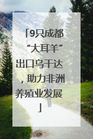 9只成都“大耳羊”出口乌干达，助力非洲养殖业发展